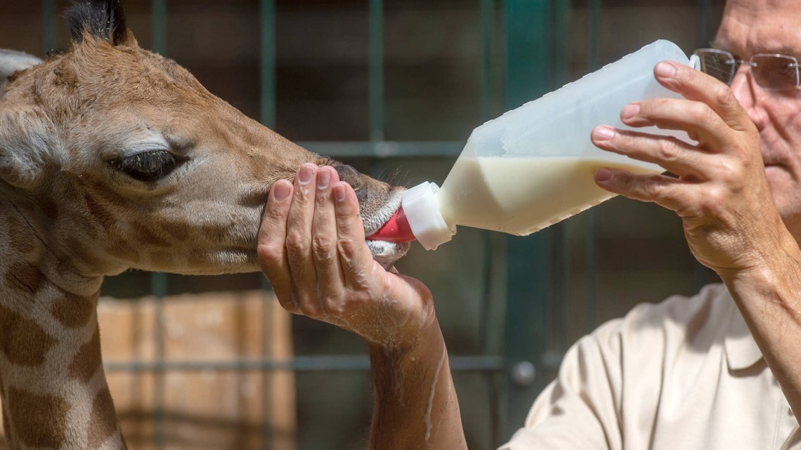 Baby Giraffe's Bottle Time Is Almost Too Precious to Handle 