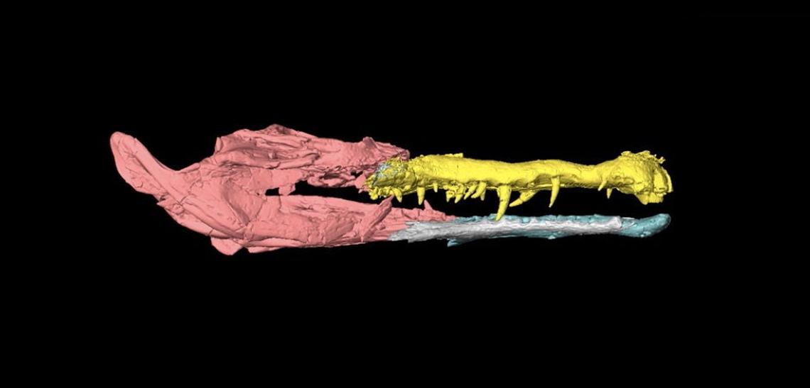  3D digital model of the Wadisuchus composite skull generated using CT scanning and 3D surface reconstruction. (Belal Salem and Joseph Georanke via SWNS) 