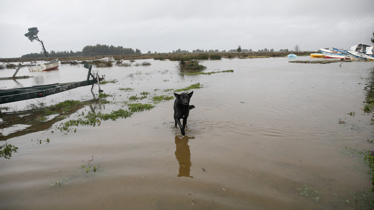 A dog walks in floodwater, after heavy rain fall during a weather front caused flooding, and led the Chilean authorities to declare a preventive state of emergency at the start of the week, in Arauco, Chile, July 16, 2026. REUTERS/Juan Gonzalez