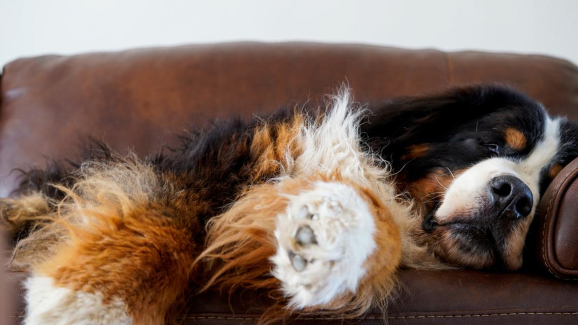 Bernese Mountain Dog Turns Sundays Into Something Truly Special 