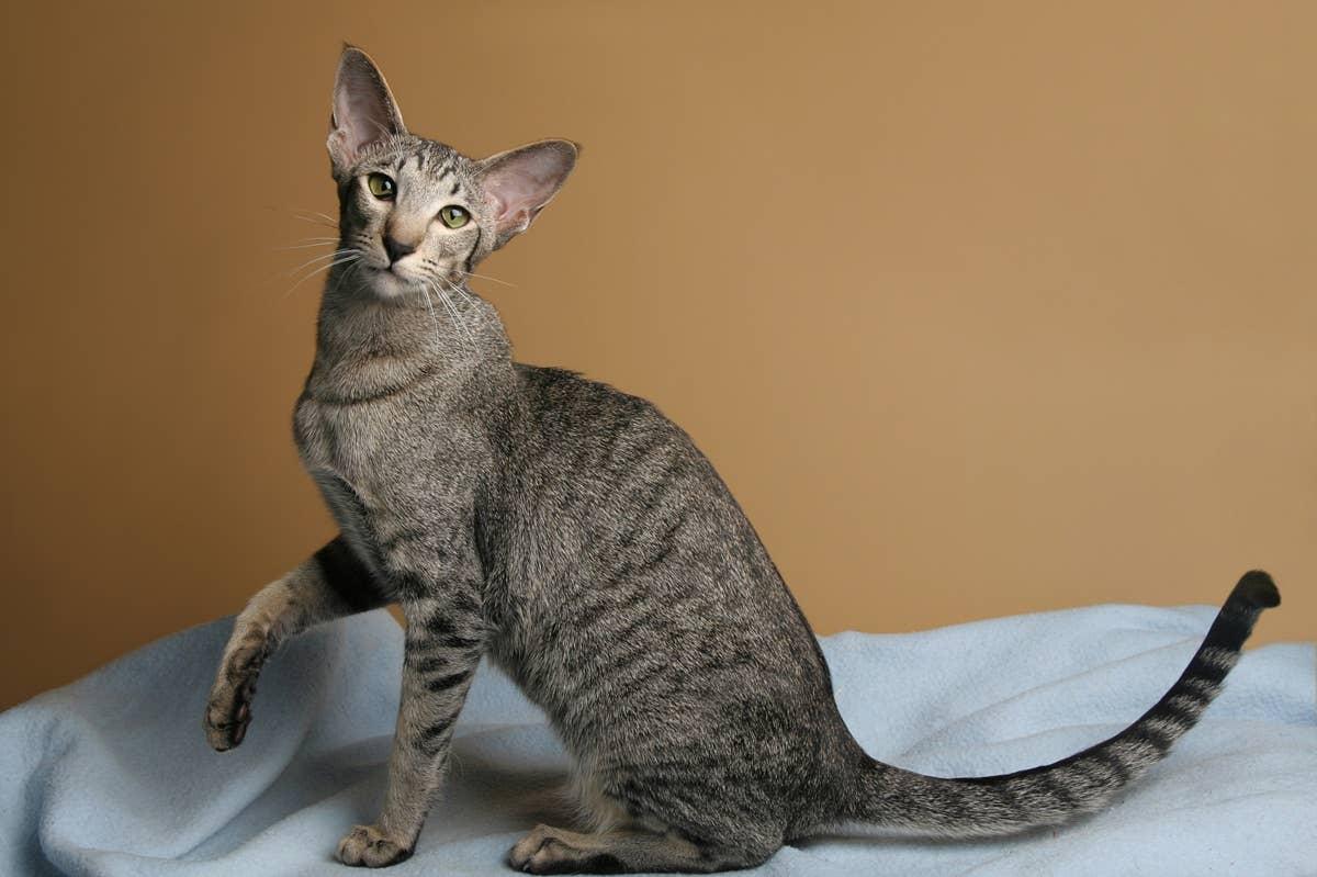  A cat that likes to meow sitting on a blanket.