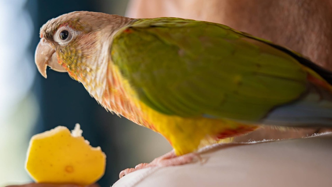 Conure Dive-Bombs Cupcakes and Ends Up With Happy Little Frosting Feet