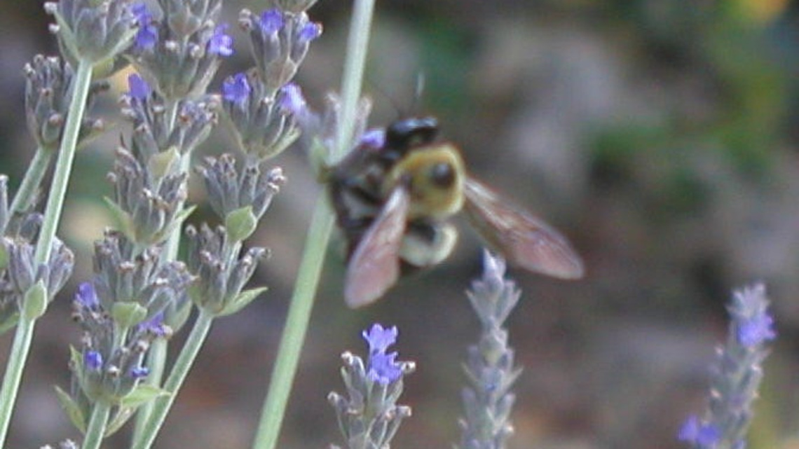 Want to grow lavender in your Florida yard? These types can thrive here