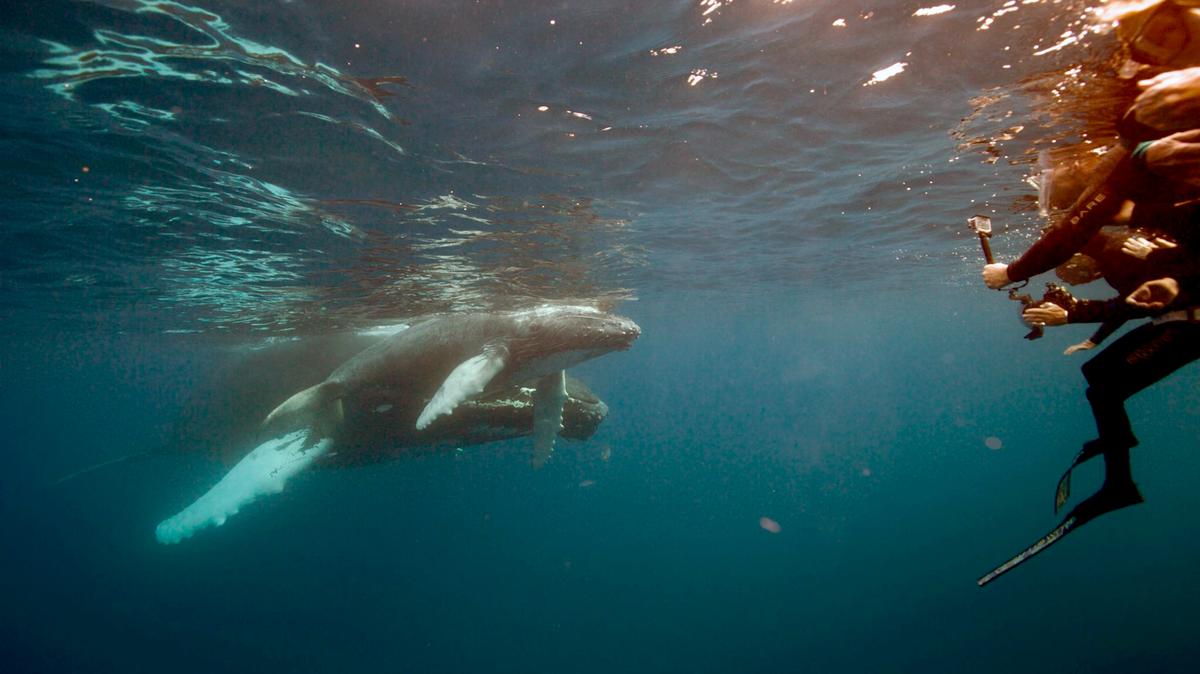 Avoid scaring whales away by staying close together, not diving down to the whales and not touching them.