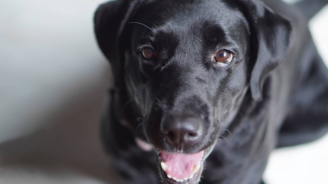 Black Labrador Makes a Terrible Golf Partner, but at Least She's Cute