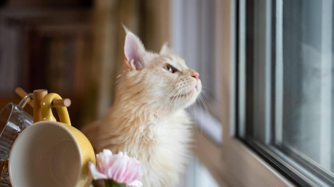 Labrador Puppy and Orange Cat Match Energies Like Instant Best Friends 