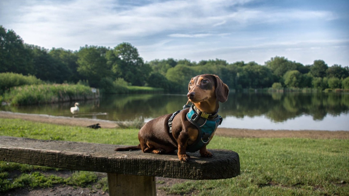 Mini Dachshund's Daily Adventure Through the Mountains Is Straight Out of a Storybook 