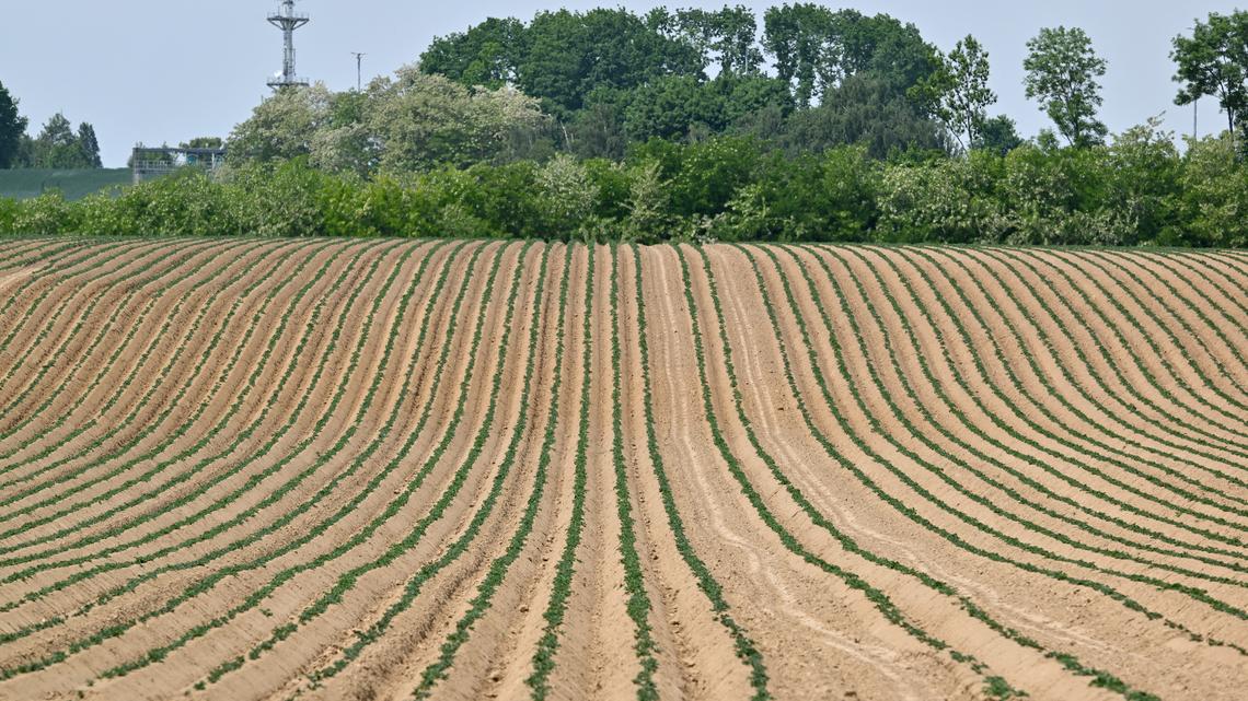 Mark Gongloff: The world's food supply is under a quadruple attack 