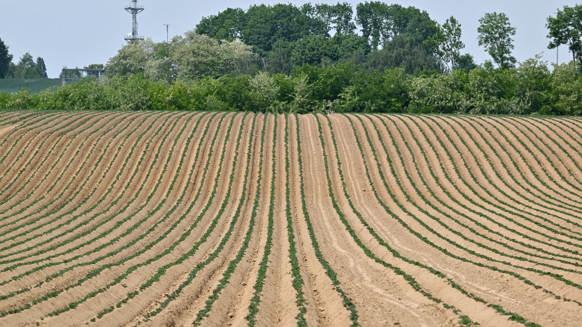 This photograph taken on May 14, 2025, shows young seedlings in a dried-up field near Oud-Heverlee, Belgium. (Nicolas Tucat/AFP/Getty Images/TNS)