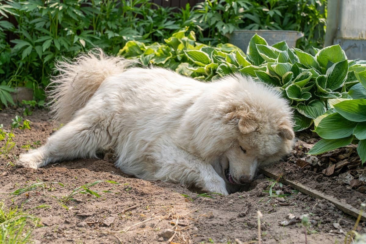  A Samoyed covered in dirt from digging.