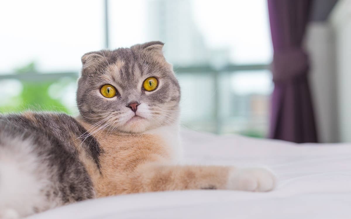  A cat known for its affectionate personality and gentle nature.
