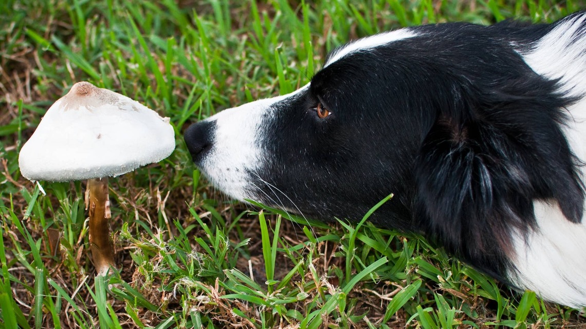 How to Keep Pets Safe Around Mushrooms This Fall, According to Experts