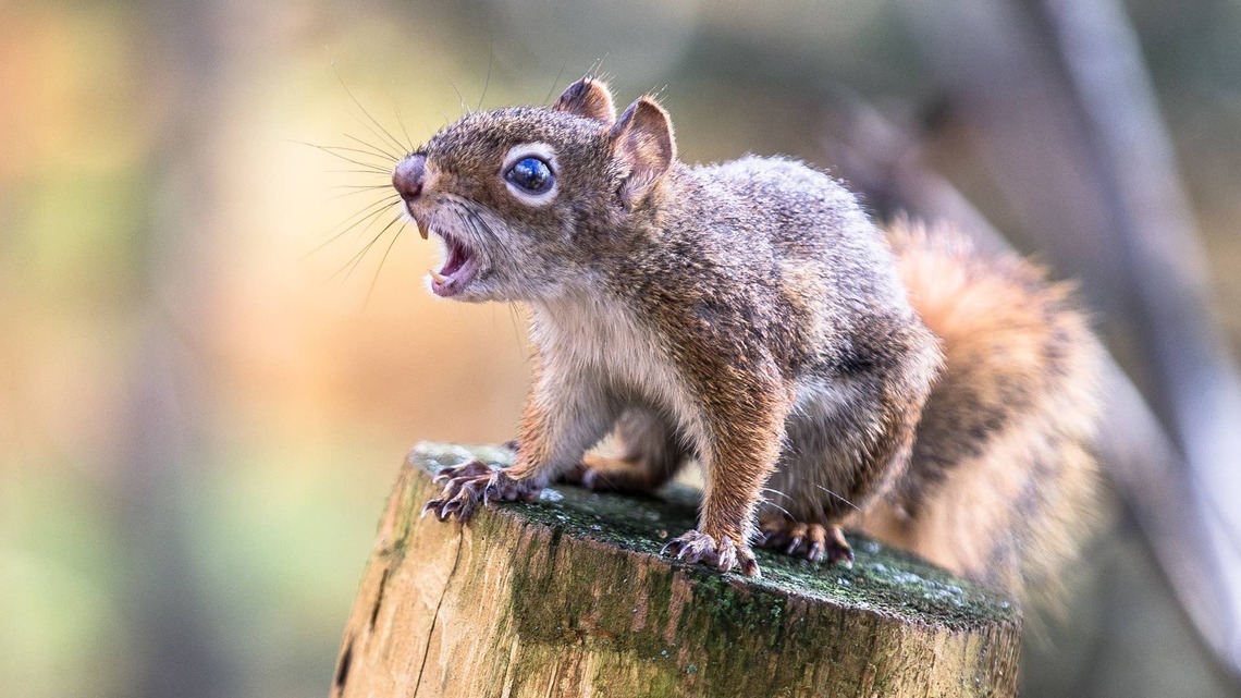 Woman Evicts a Squirrel From Her Attic, and He's Not Taking It Well 