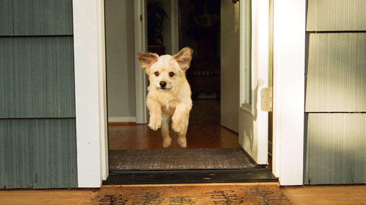 A stock image of a small dog running through an open door in the home. 