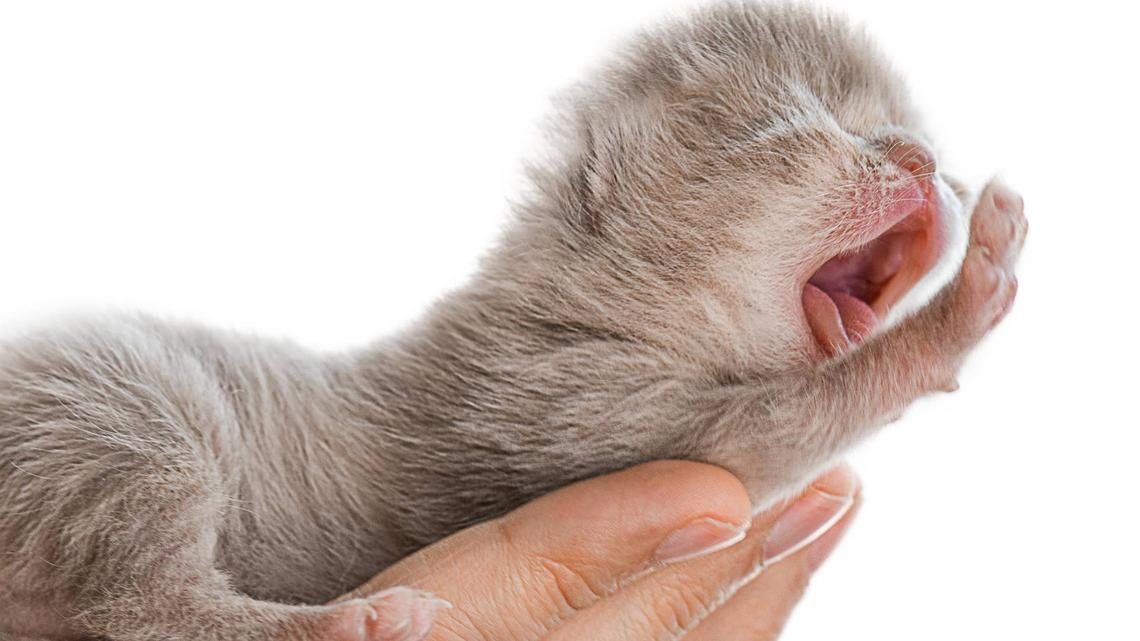 Rare ‘Two-Faced' Kitten Is One of Only a Handful Ever Documented 