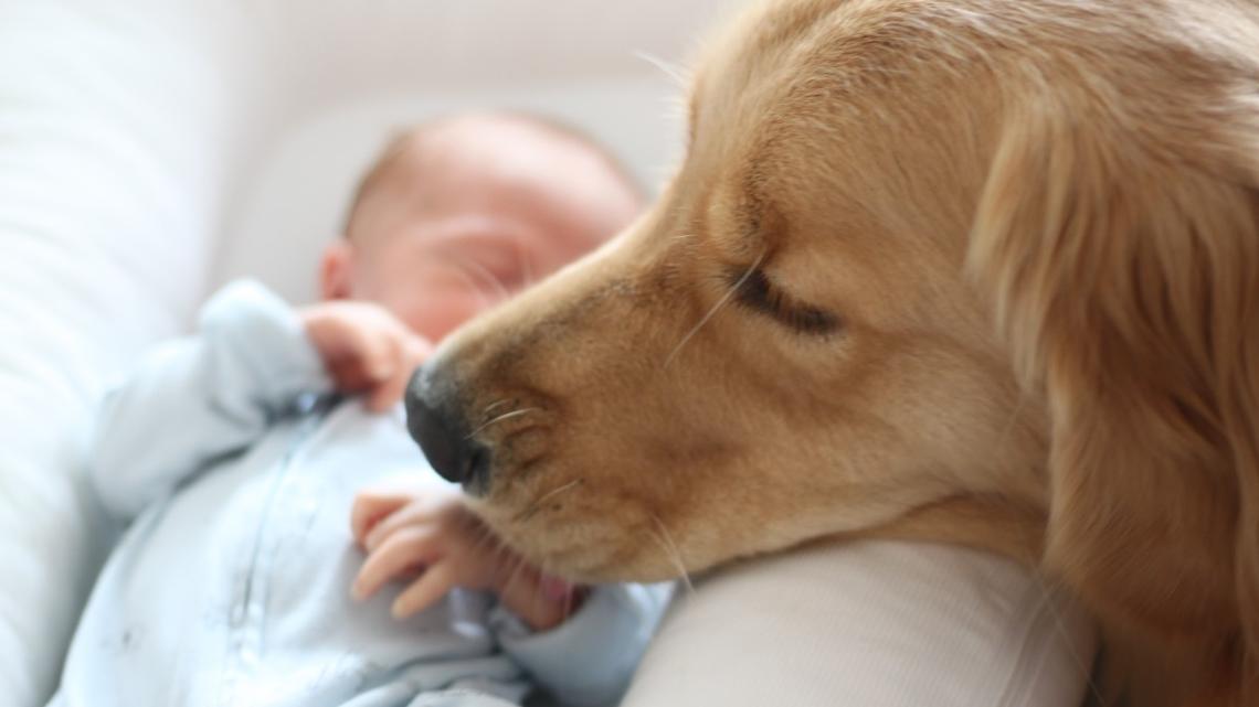 Sweet Golden Retriever Finally Meets Her Sister, and It's the Best Thing You'll See 
