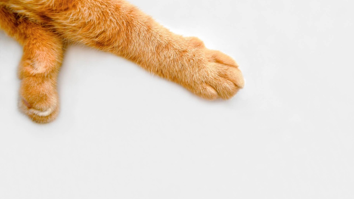Hefty Orange Cat on a Diet Looks Like an Oatmeal Creme Pie With Eyes