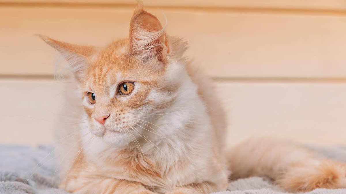 Orange Maine Coon cat.