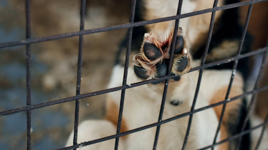 Abused Rescue Dog Waiting To Find Forever Home 'Wants Love From People So Badly' 