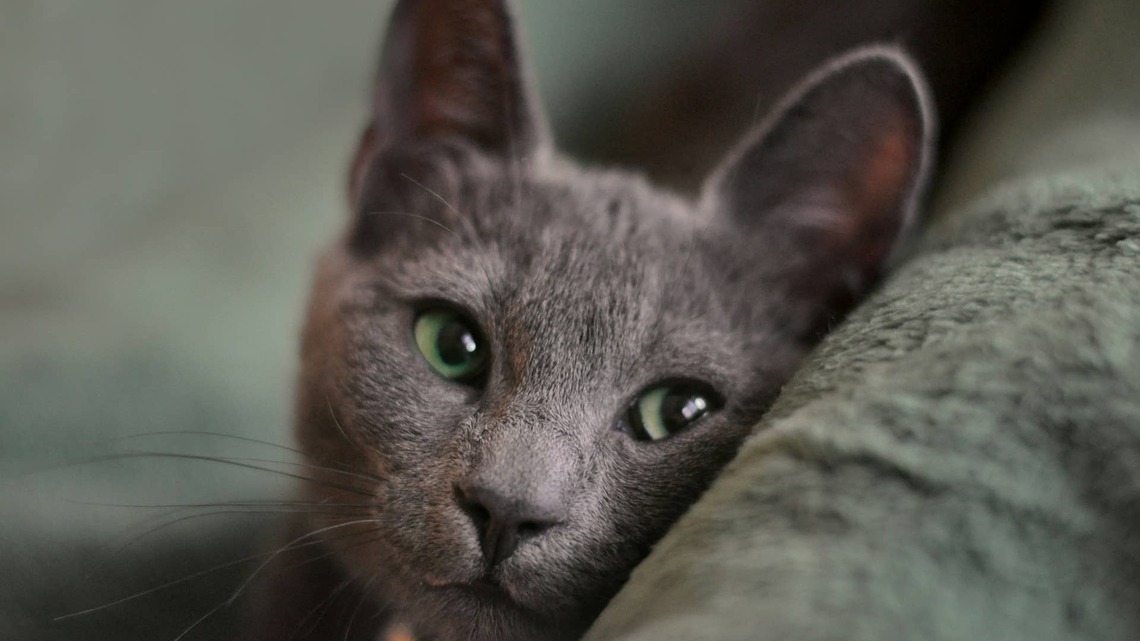 19-Year-Old Shelter Cat Defies the Odds and Gets the Forever Family She Deserves 