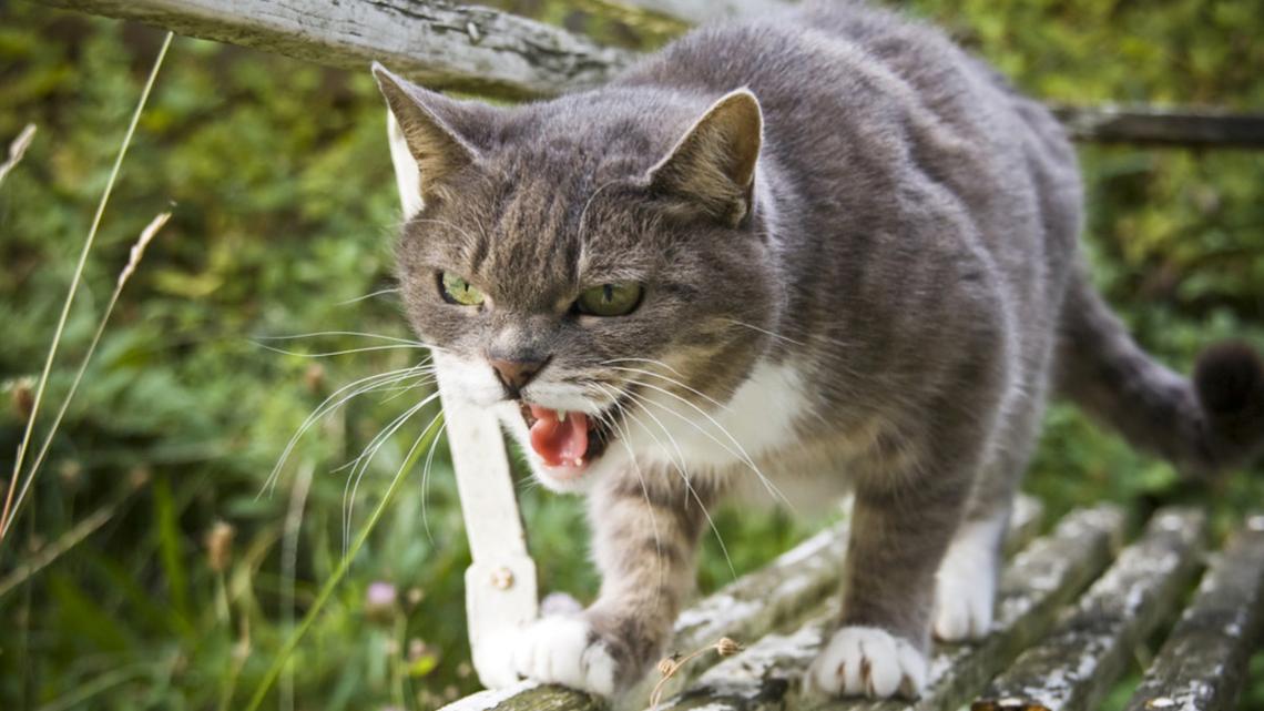 Guy Tries To Befriend Neighbor's 'Spicy' Cat and It's Going as Well as Expected 