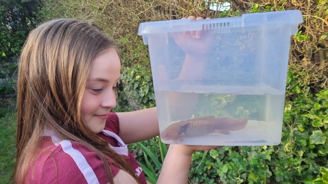 10-year-old finds endangered axolotl from Mexico in Welsh river