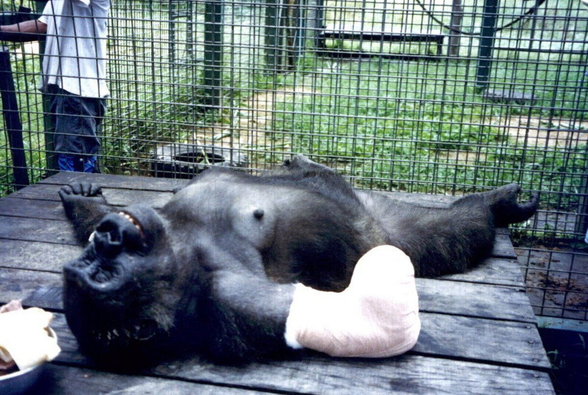  Lengui in 2002 after her hand was amputated. (Christelle Chamberlan / The Aspinall Foundation via SWNS) 