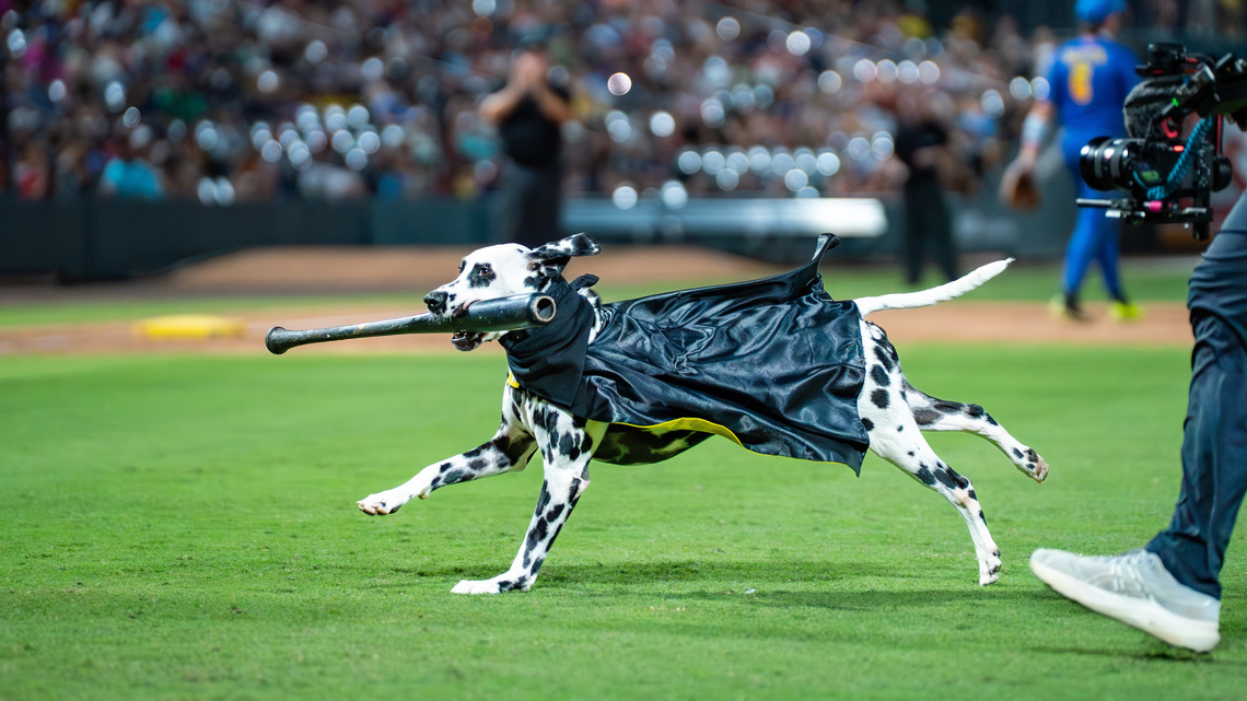 Meet Chief: The first Dalmatian bat dog in history 