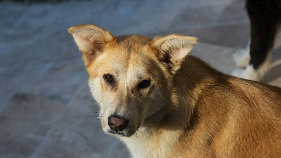 Senior Dog Returned to Shelter After 5 Years Still Looks for the Family Who Surrendered Him 