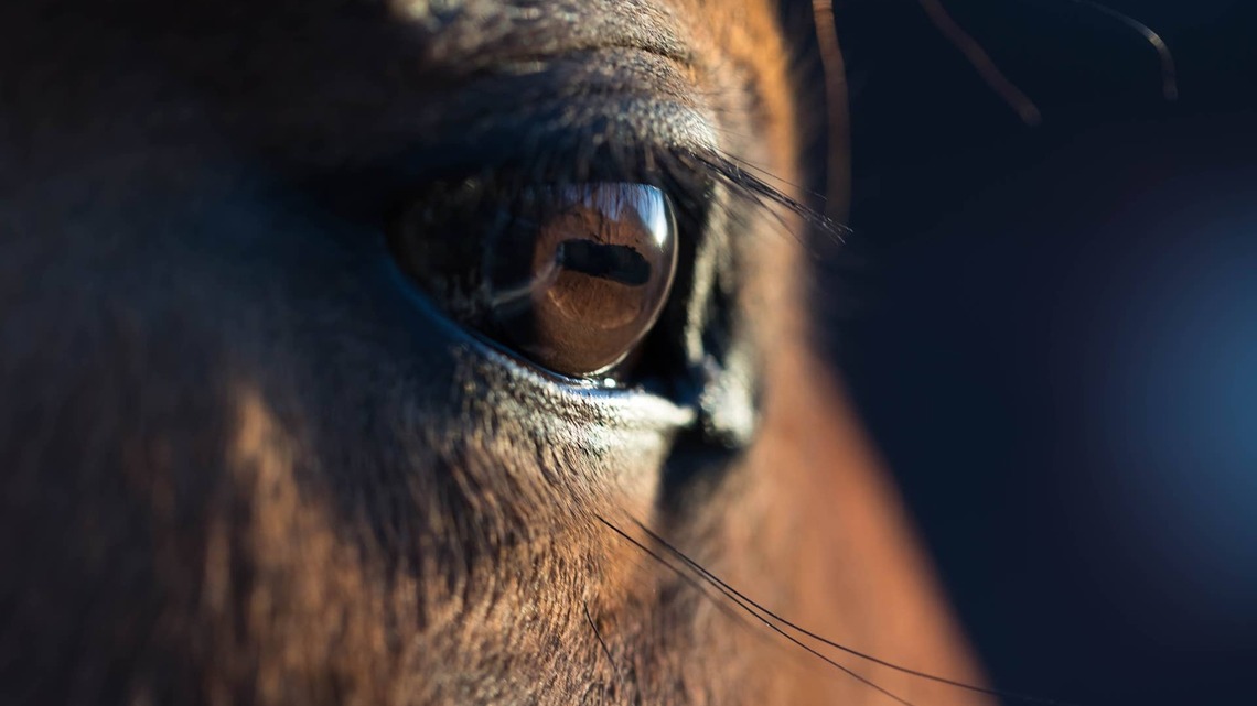 Study: Windy Weather Linked To More Corneal Ulcer Cases