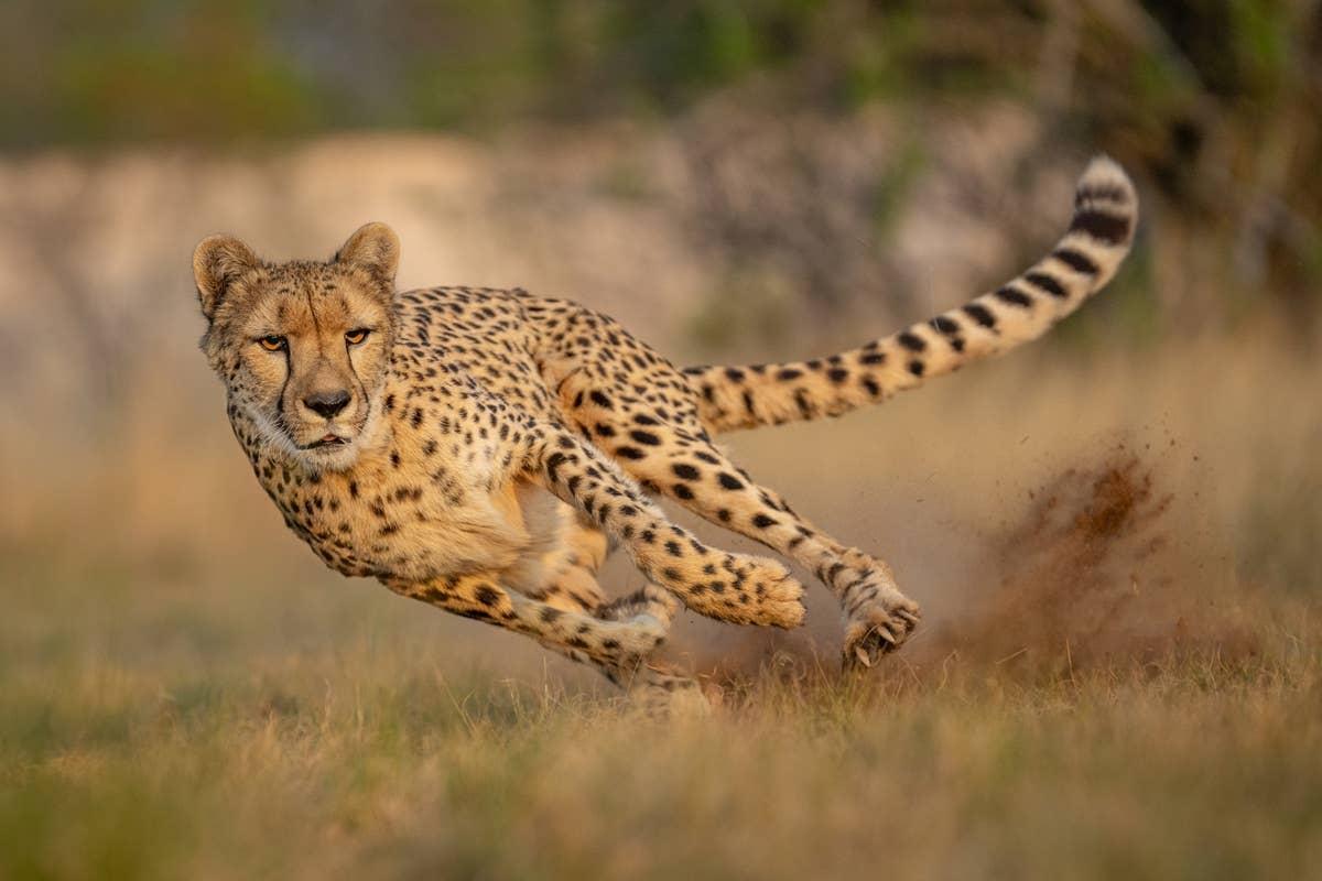  A powerful soul animal that reflects March's birth month.