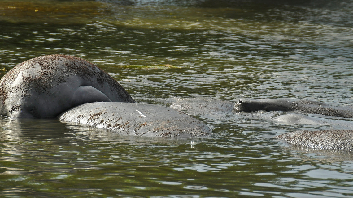 SCDNR wants you to report Lowcountry manatee sightings. Here’s how to do it easily