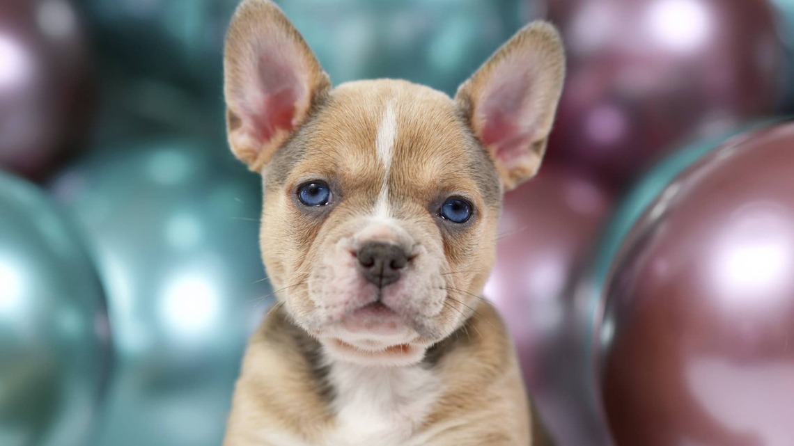 Rare Pink-and-Tan Fluffy French Bulldog Looks Almost Too Cute To Be Real 