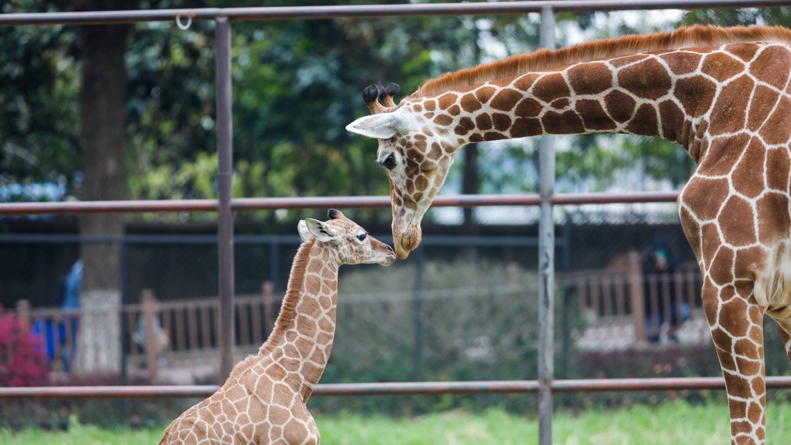 Man Sings to a Giraffe and Her Baby, and Their Adorable Response Has Us Emotional 