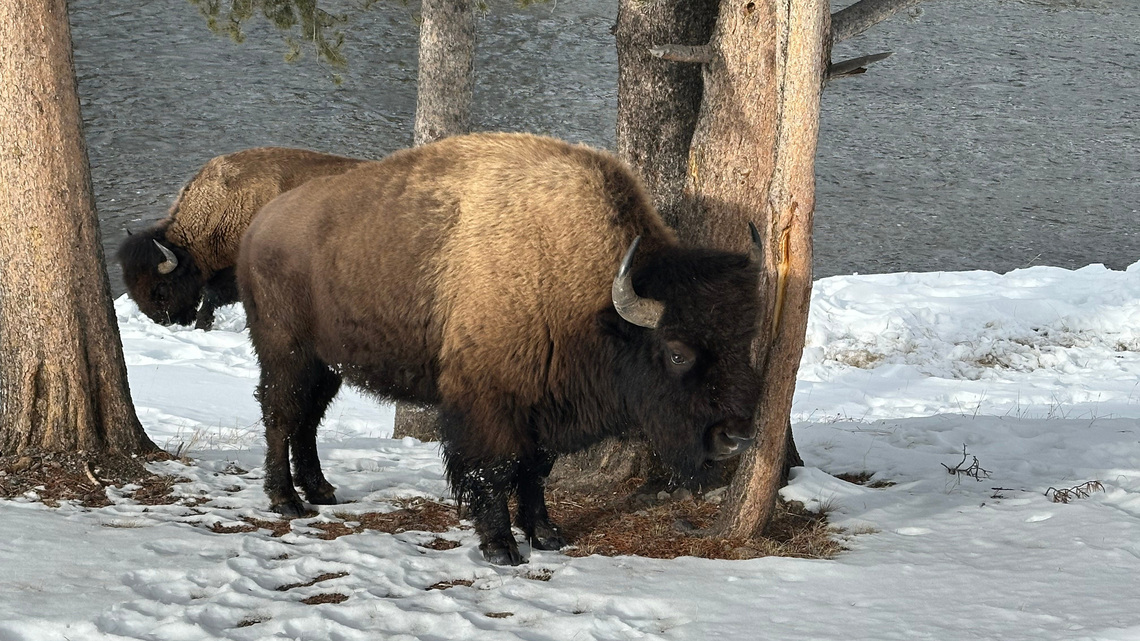 Yellowstone bison tosses visitor into the air during attack. See video 