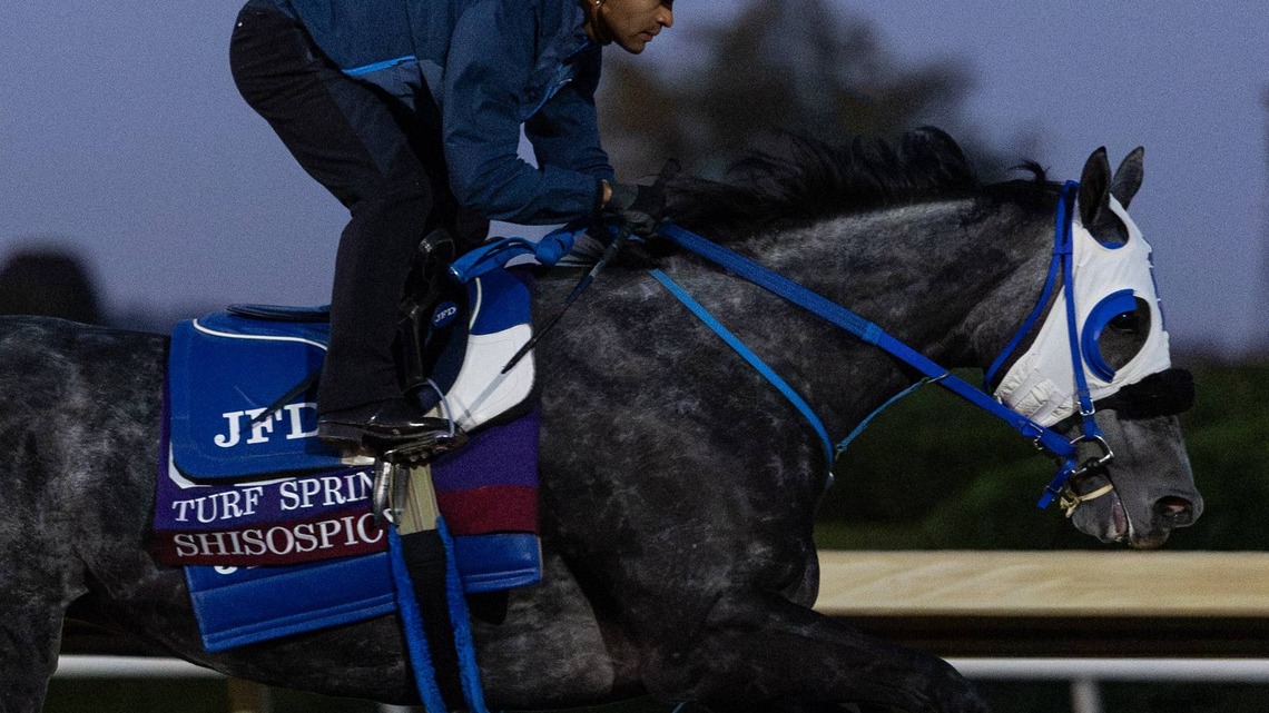 Defending Breeders' Cup Turf Sprint Winner Shisospicy No Longer On The Shelf 