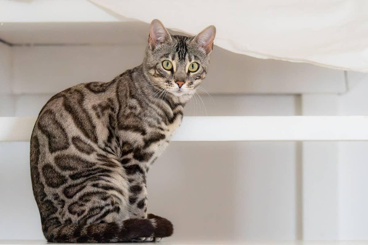 A chatty cat sitting on the stairs.