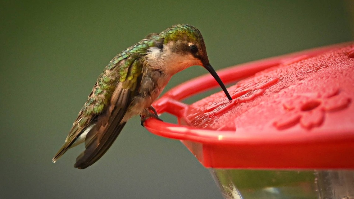 Woman Transforms a Skeleton Into a Magical 'Fairy' Hummingbird Feeding Station 