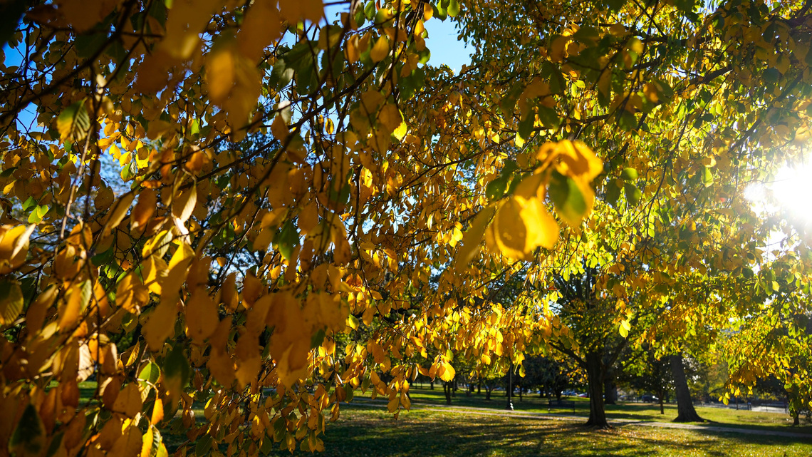 October is the most important month for your Ohio lawn