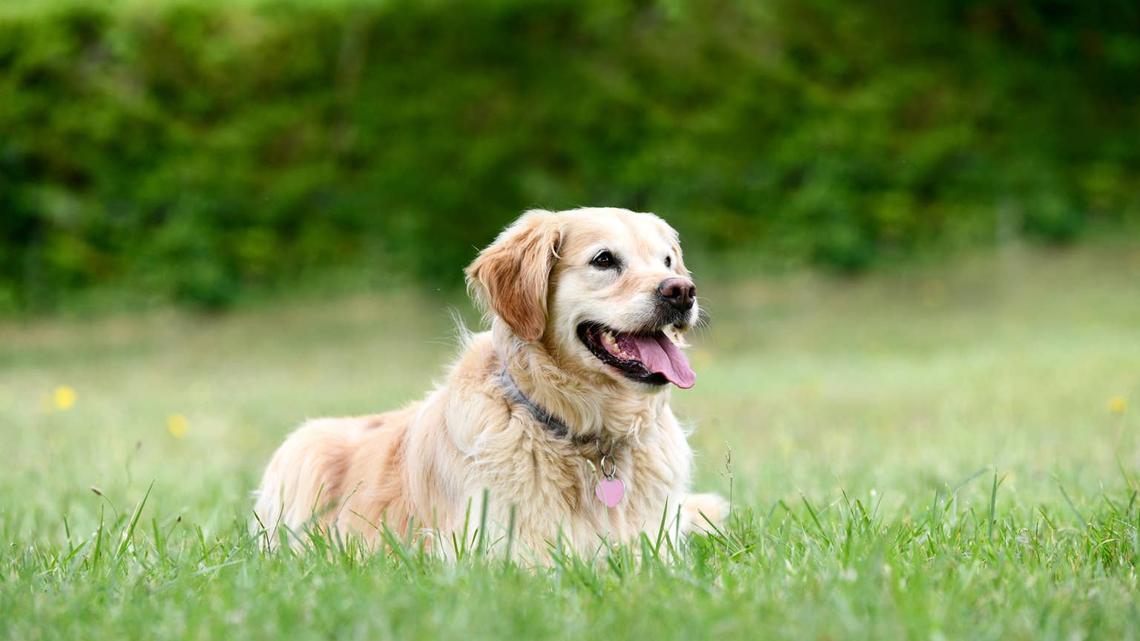Golden Retriever's Sweet Reaction to Thinking He Lost His Mom at the Park Is Melting Hearts 