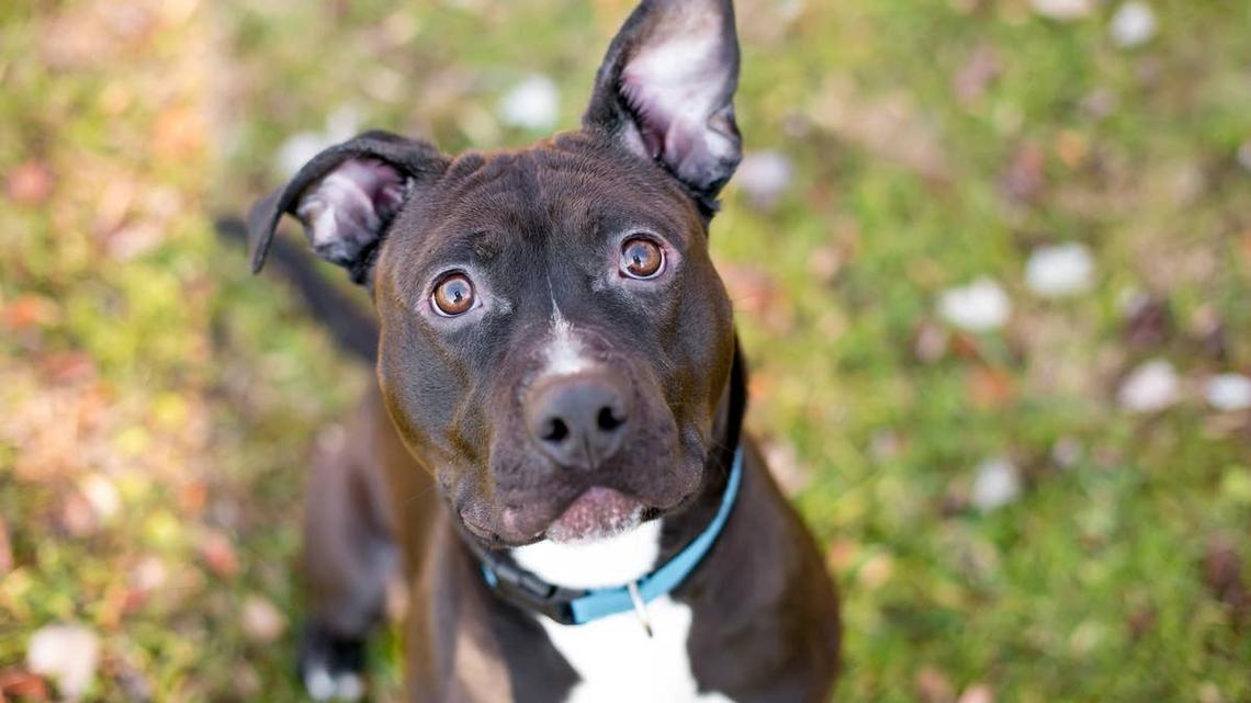 Rescue Pit Bull Mix 'Terrified of Everything' Shows the Sweetest Sign of Trust 