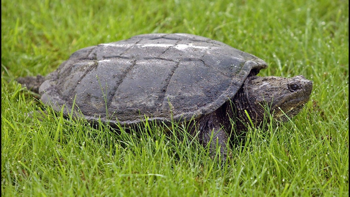 Woman Looks Outside and Sees a Huge Snapping Turtle Climbing Her Fence