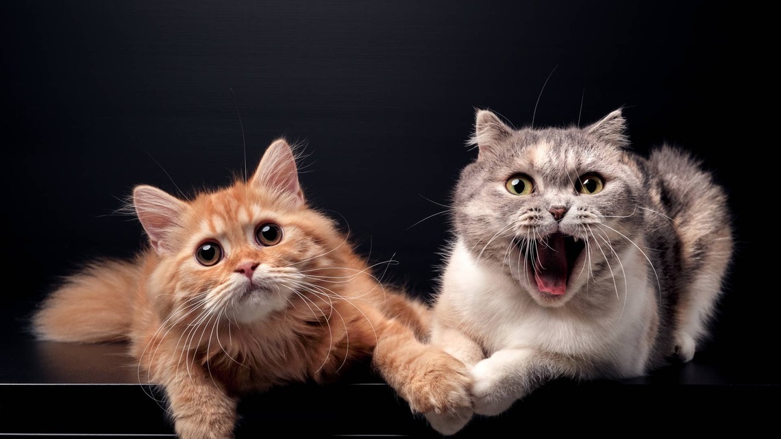 Cat Brothers Are Scared of a Tiny Dalmatian Puppy Who Looks Like 'A Scoop of Cookies-and-Cream Ice Cream' 