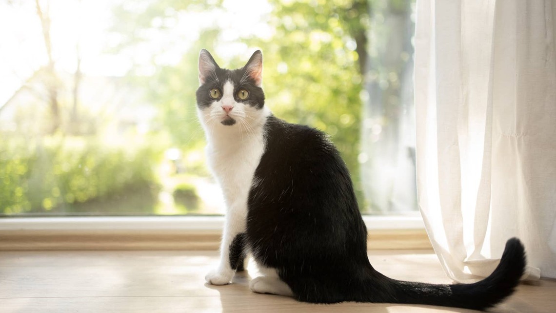 These Two Cats Get Along Great Until Someone Wants the Window Seat 