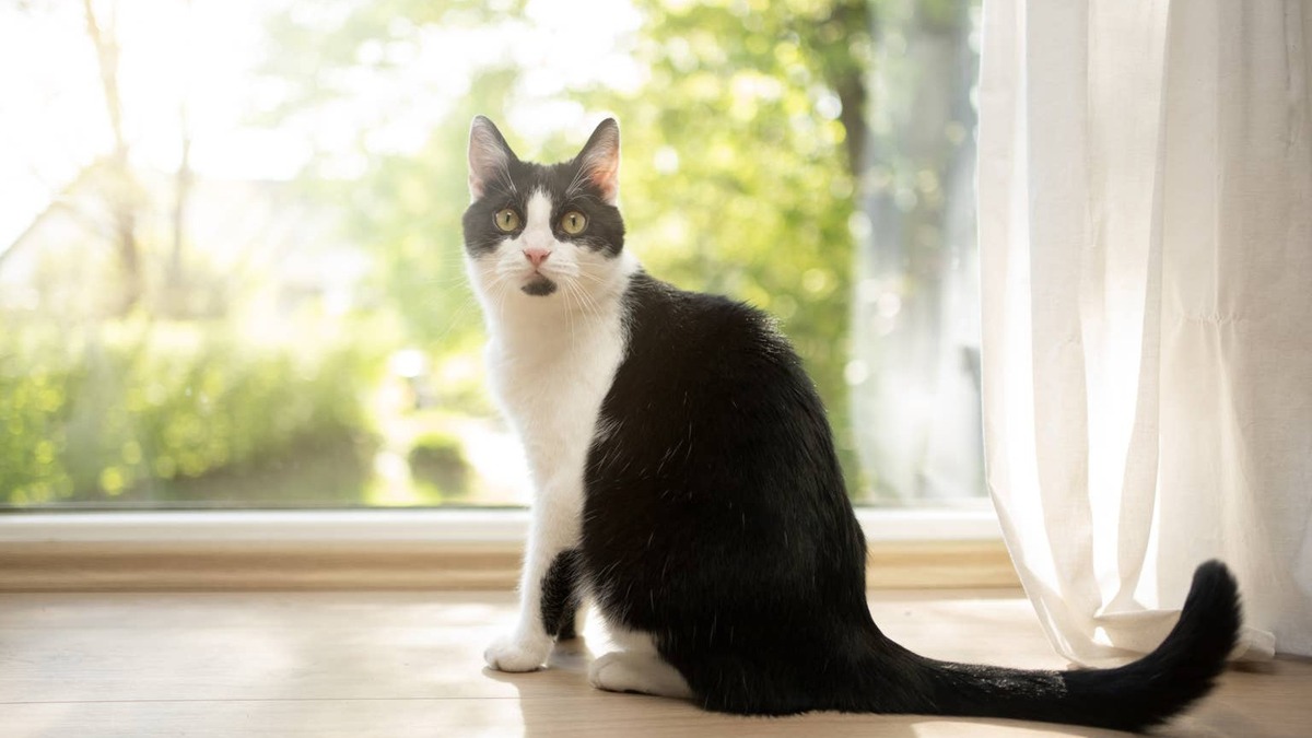 Tuxedo cat sitting in front of a window. 