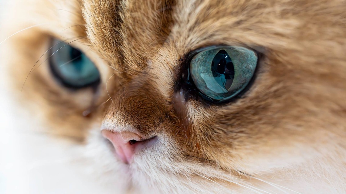 Adorable British Longhair Kitten Looks Deeply Concerned About Moving Into His New House 