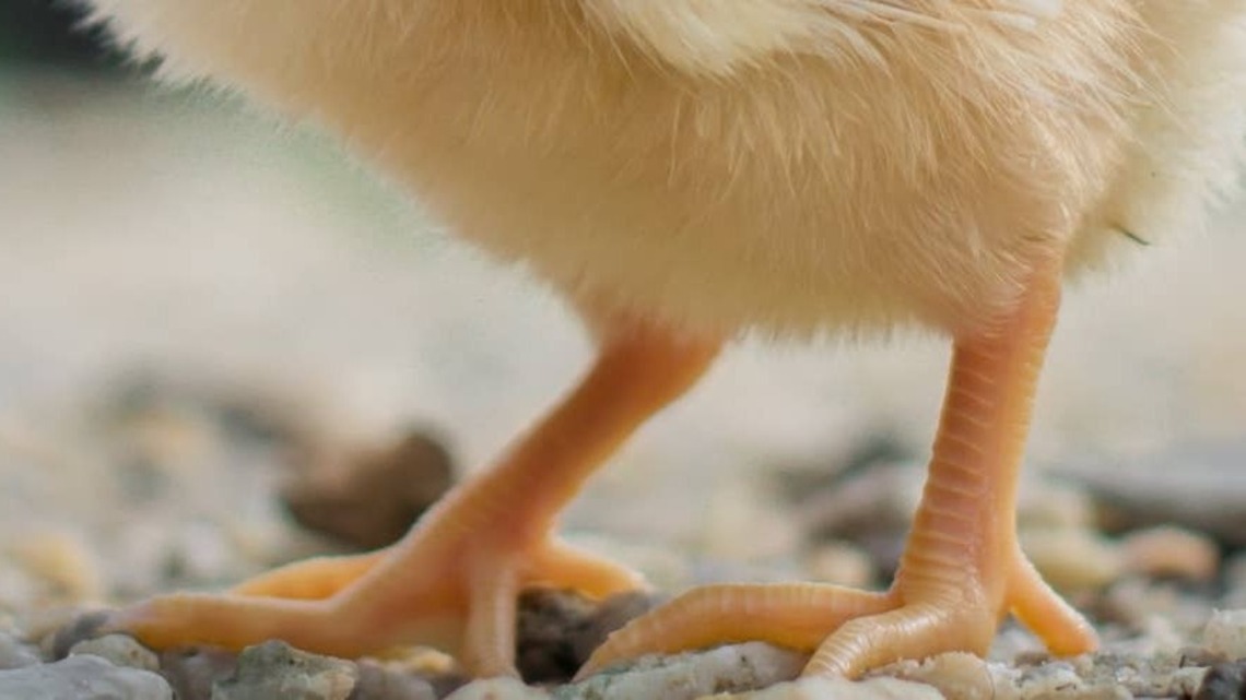 Baby Chick Born Without a Neck Looks Just Like a Little 'Meatball on Legs' 