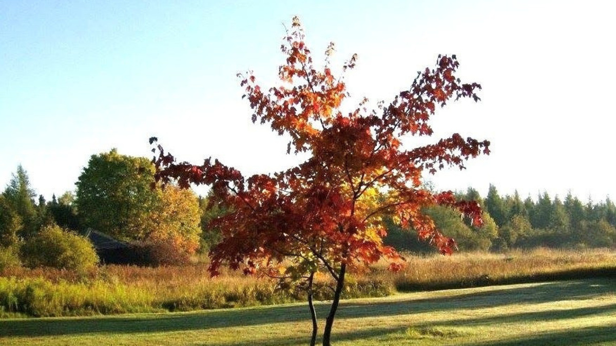 A breeze tells me it's autumn | Opinion