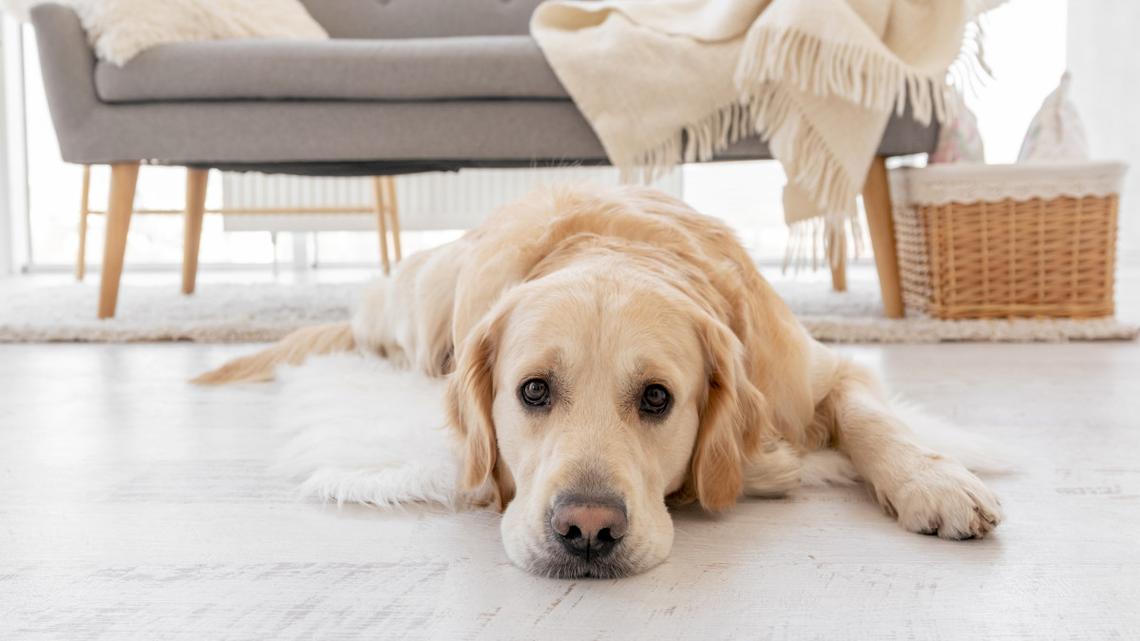 Golden Retriever Is 'Visibly Upset' Leaving Grandma's and His Sneer Says It All 