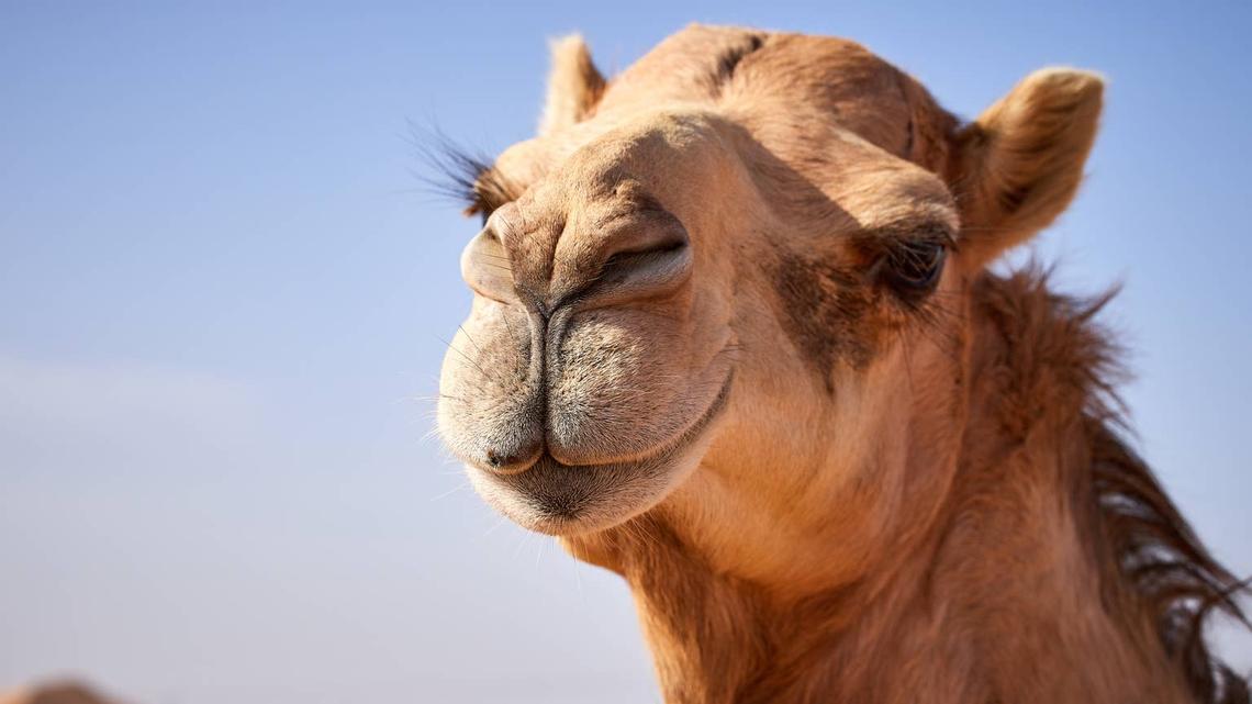 Camel close-up.